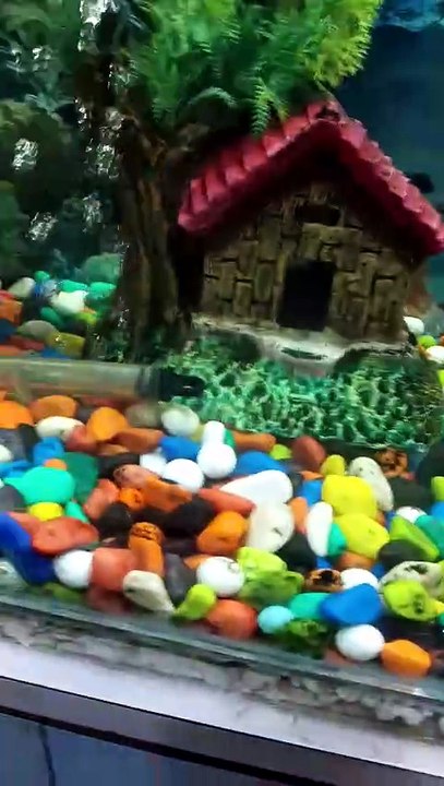 My Mini Vlog Aquarium
