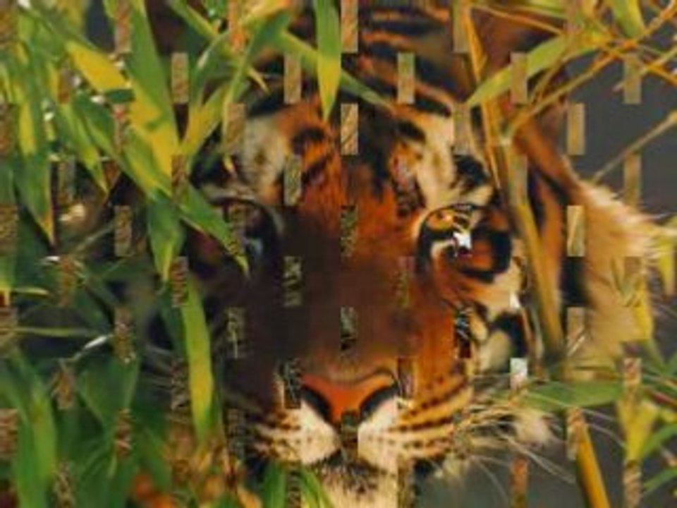 Video SUR LES TIGRES