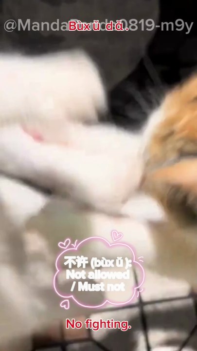 When Kittens Refuse to Make Up #cat #kittens