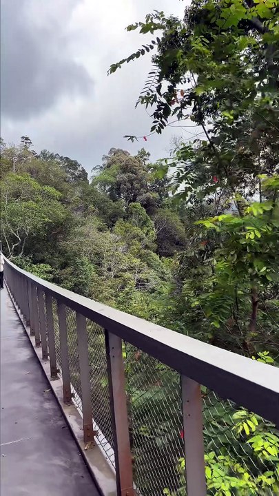 MOMENT SUSPENDU au-dessus de la jungle