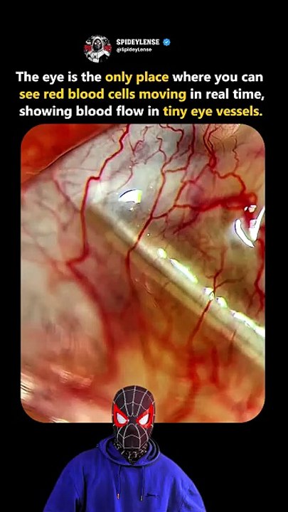 See how red blood cells moving in your eyes