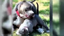 Funniest Animal Videos 2026 That Made Everyone Laugh 😂 - Cute Dogs & Cats Having Their Wildest Day