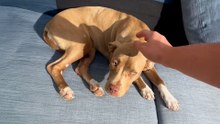 Injured Pit Bull Is SO Grateful This Guy Found Her