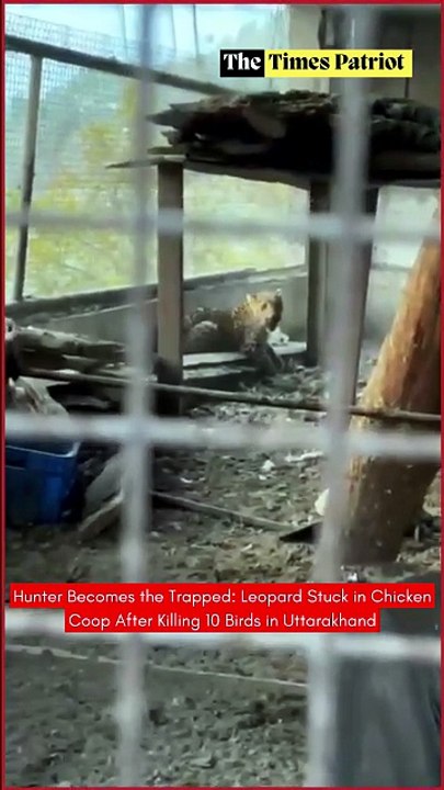 Hunter Becomes the Trapped: Leopard Stuck in Chicken Coop After Killing 10 Birds in Uttarakhand