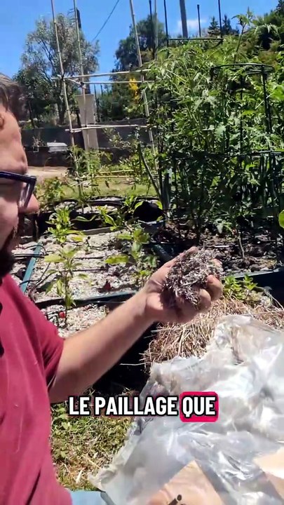Paillage au chanvre et esthétique du potager #paillage #potager #jardinage #culture #jardin