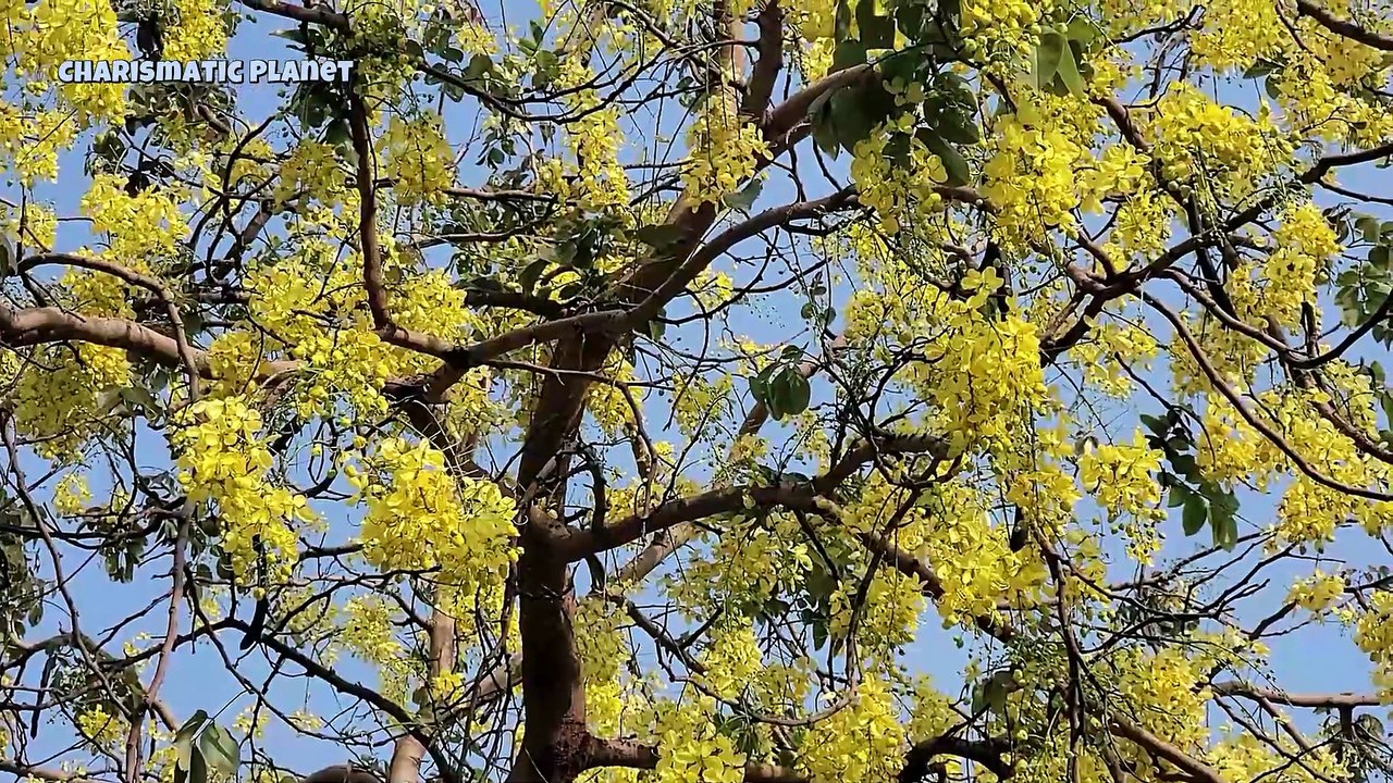 Why This Tree Turns Completely Golden Every Summer! (Cassia Fistula)