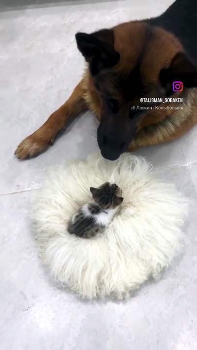 Morning Kitten