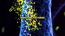 Inside Each Kidney Over a Million Nephrons... #kidney #nephron #foryoupage❤️😍 #learnondailymotion