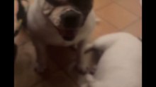 Agozzino Alfredo story la cena con i suoi cani