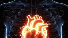 Your Heart is about the size of your fest... #heart #health #body