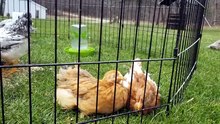 Chicken feeding time from the early days of our sanctuary. | #SparklegleamFarm #Tooey #Bunny #Lemongrab #Chicken #homestead #goose #farmanimals #UNACCEPTABLE #cute