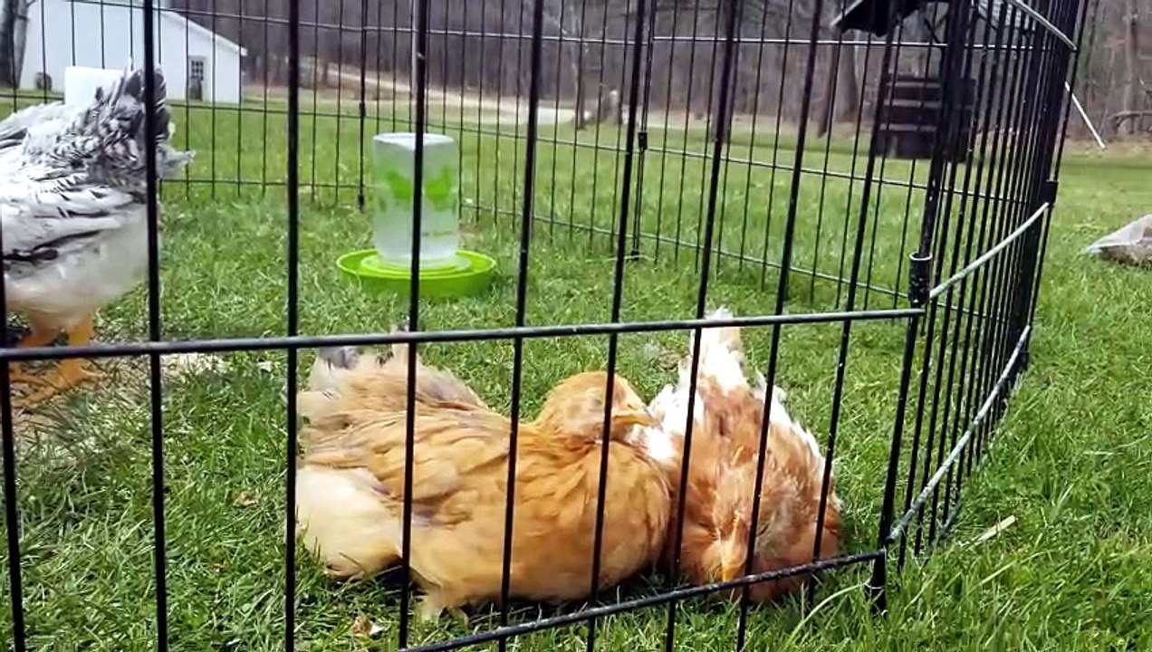 Chicken feeding time from the early days of our sanctuary. | #SparklegleamFarm #Tooey #Bunny #Lemongrab #Chicken #homestead #goose #farmanimals #UNACCEPTABLE #cute