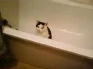 mon chat se tape un trip dans la baignoire