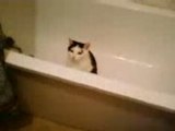 mon chat se tape un trip dans la baignoire