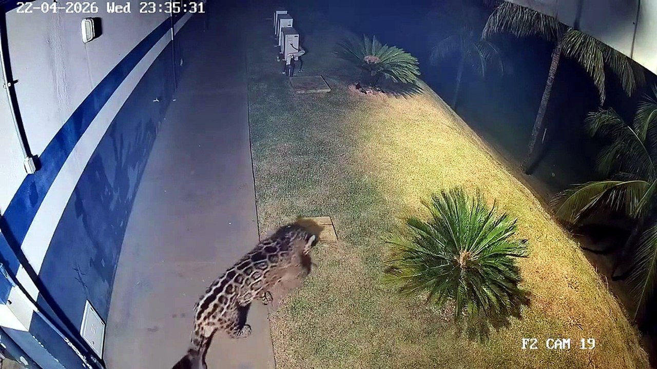 Onça-pintada volta a ser flagrada perto de área urbana e mobiliza força-tarefa na região; vídeo