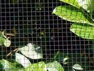 Mainate Religieux 1: Introduction et Concepts