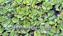 Alerta no Lago Paranoá: plantas invasoras indicam poluição