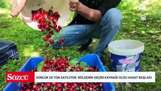 Günlük 50 ton satılıyor: Bölgenin geçim kaynağı oldu hasat başladı
