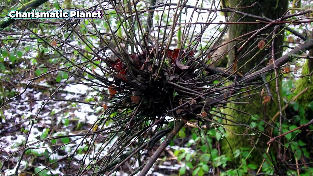 Witches Broom The Secret Hidden in the Trees That Most People Miss