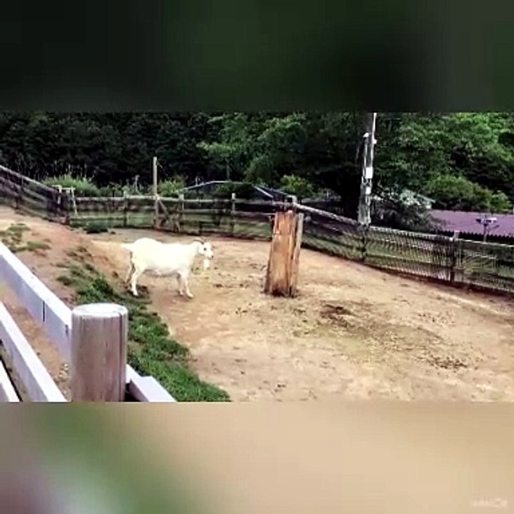 A Goat Bumps a Log and Chases Other Goats Away