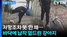 힘없이 끌려가던 강아지...학대 의혹 영상에 '공분' [지금이뉴스] / YTN