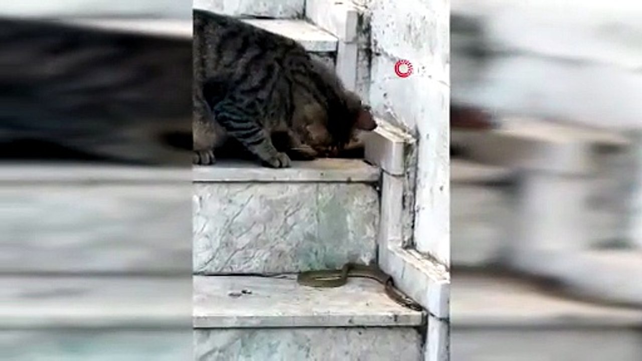 Antalya’da Kedinin Yılanla Dakikalarca Oynadığı Anlar Kamerada!