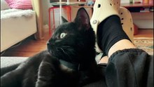 Ce chat reprend en Live Photo le chant fou de System of a Down