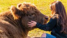 Top 10 Cattle Breeds in America