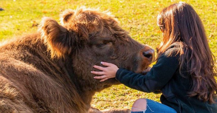 Top 10 Cattle Breeds in America