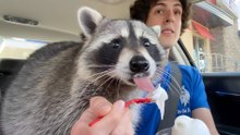 Would a pet raccoon work? 10 reasons it's a bad idea.