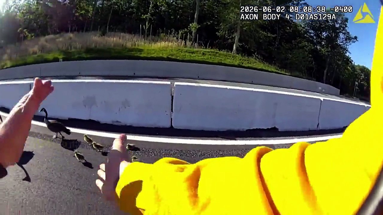Des policiers aident une oie à traverser l'autoroute... beau geste