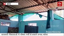 भीषण गर्मी में भी कूल-कूल गौशाला, शॉवर के बाद बेलरस का लुत्फ उठा रहीं गायें