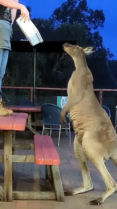 Australian kangaroo