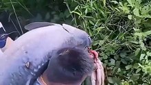 Fish's and more Fish's