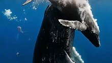 Twine Humpback Whale Calf's Drink Milk