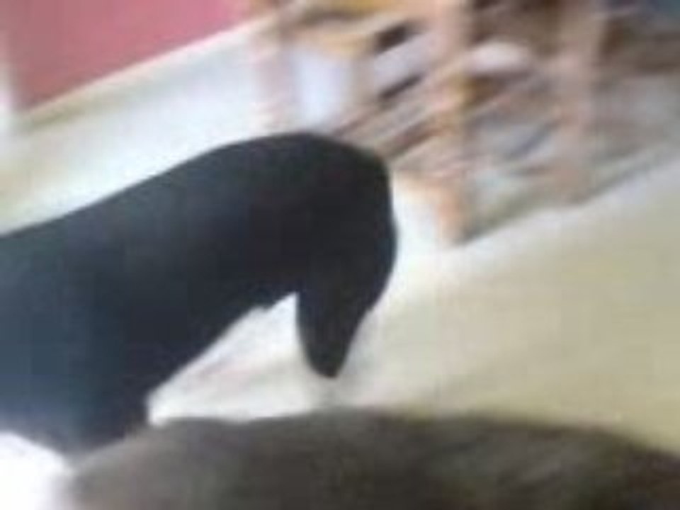 rottweiller rasta