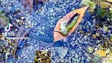 Hummingbirds pollinate 2,000 flowers a day
