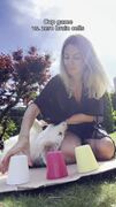 Playful Golden Retriever Fails Cup Treat Guessing Game