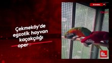 İstanbul'da egzotik hayvan kaçakçılığı operasyonu