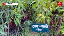 आम ही आम, कोरबा में रोपे जाएंगे उन्नत प्रजाति के 15 हजार पौधे, किसानों को मुफ्त में मिलेंगे