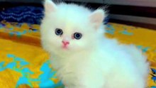 Tiny Fluffy Kitten Melts Hearts 🐱🤍✨
