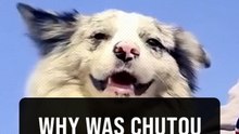Celebrity dog with over 1.5 million followers stolen, slaughtered in China