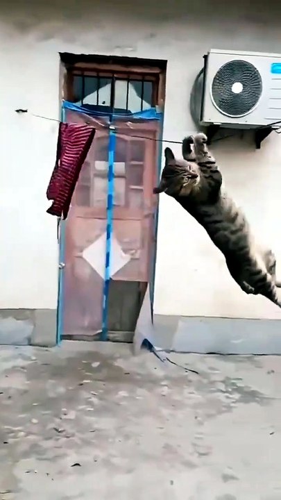 #funny #cat #shortsfeed #cute