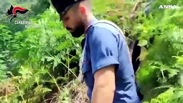 Coltivazione di marijuana scoperta e distrutta dai carabinieri nel Reggino