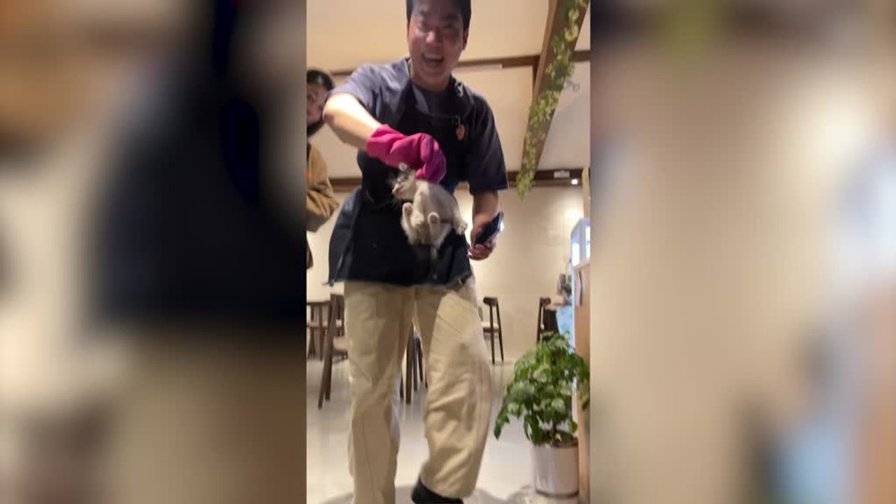 Abandoned Kitten Dropped Behind Wall Rescued and Saved