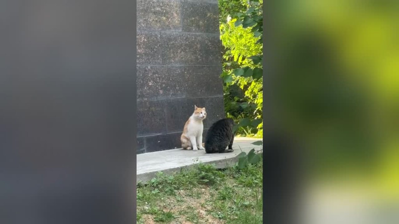 Angry Cat Appears to Scold Silent Feline in Hilarious Argument