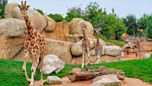 ESPECIAL | La Ventana desde Bioparc (Valencia)
