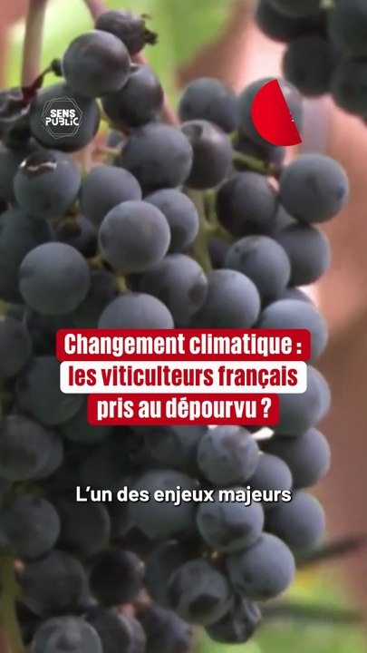Changement climatique : les viticulteurs français pris au dépourvu ?
