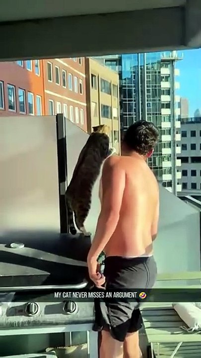 Chats du quartier : les commères toujours aux aguets à la fenêtre