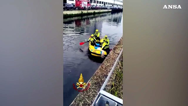 Milano, i vigili del fuoco salvano un capriolo rimasto bloccato nel Naviglio Grande